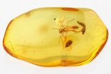 Fossil Flying True Midge and Scale Insect in Baltic Amber #310987-1